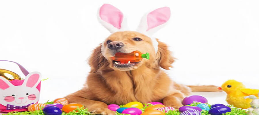 How to Safely Include Your Dog in New Year’s Eve Celebrations
